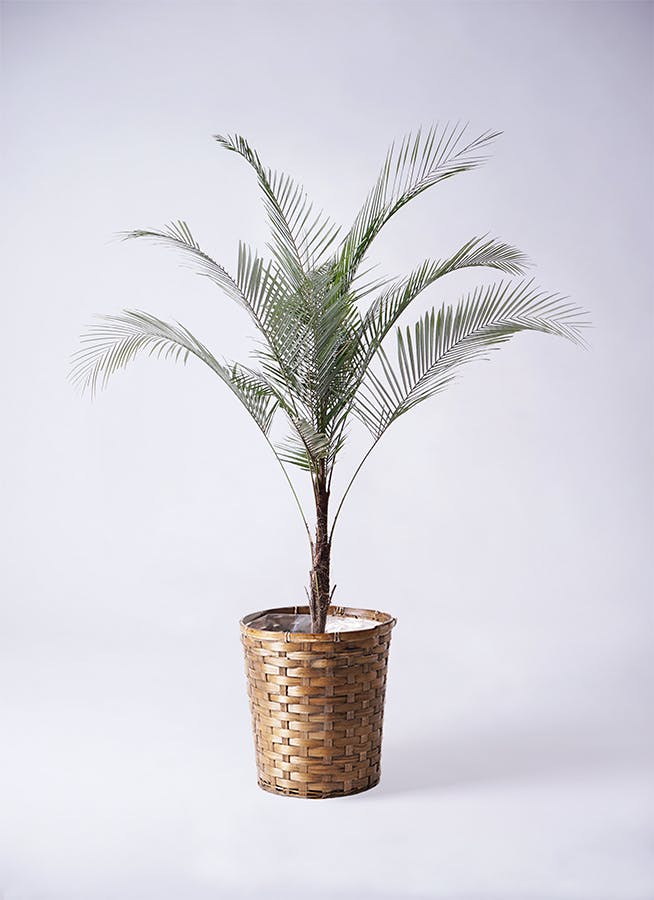ヒメココス | 観葉植物 | インテリアやギフトに - Hitohana