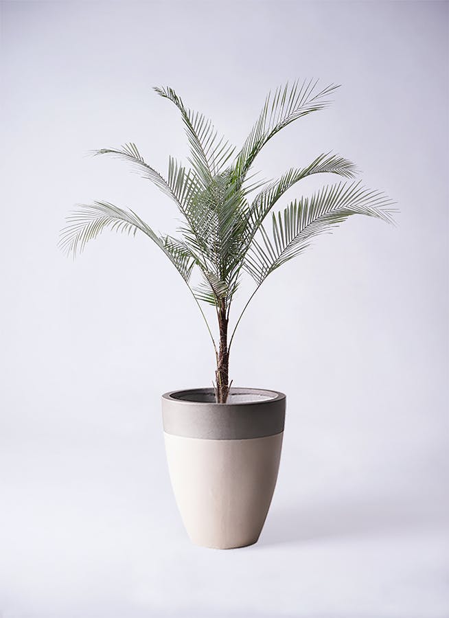 ヒメココス | 観葉植物 | インテリアやギフトに - Hitohana（ひとはな）