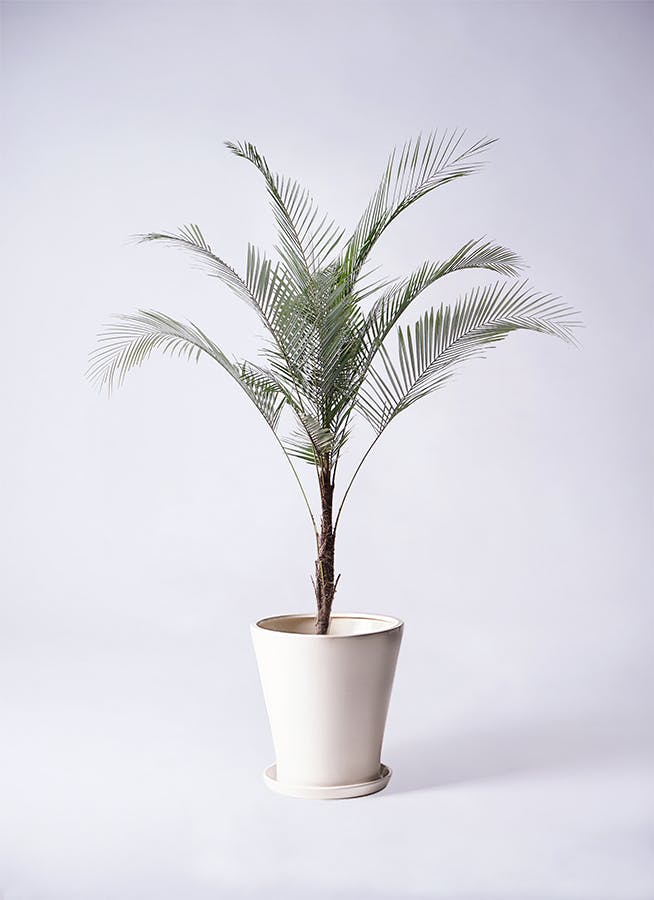 jqrfbvさん専用ヒメココスヤシ 1.jpg