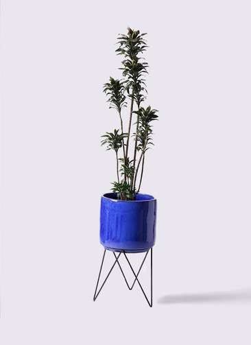 観葉植物 ドラセナ パープルコンパクタ 8号 ビトロ エンデカ ブルー アイアンポットスタンド ブラック 付き