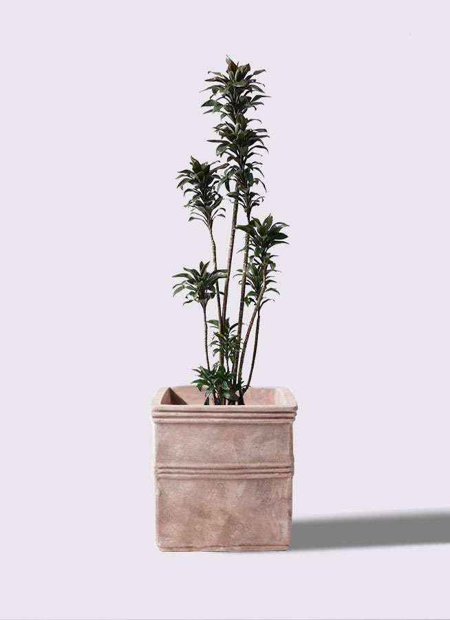 観葉植物 ドラセナ パープルコンパクタ 8号 テラアストラ カペラキュビ 赤茶色 付き