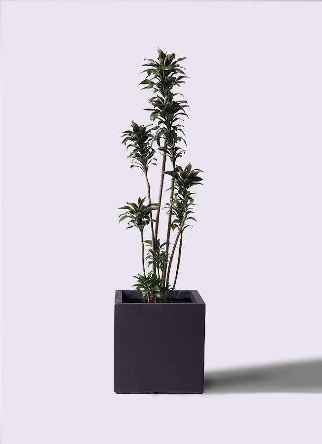 観葉植物 ドラセナ パープルコンパクタ 8号 ベータ キューブプランター 黒 付き