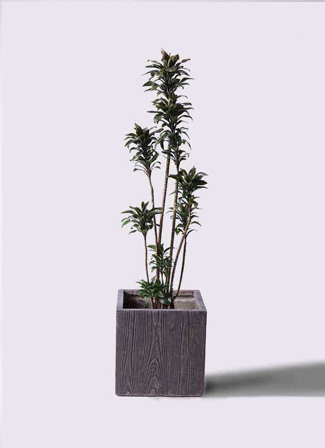 観葉植物 ドラセナ パープルコンパクタ 8号 ベータ キューブプランター ウッド 茶 付き