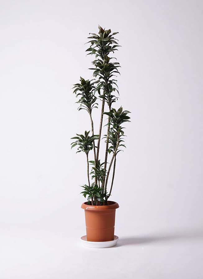 観葉植物 ドラセナ パープルコンパクタ 8号 プラスチック鉢
