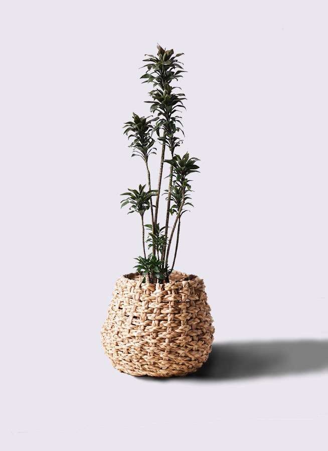観葉植物 ドラセナ パープルコンパクタ 8号 ラッシュバスケット Natural 付き