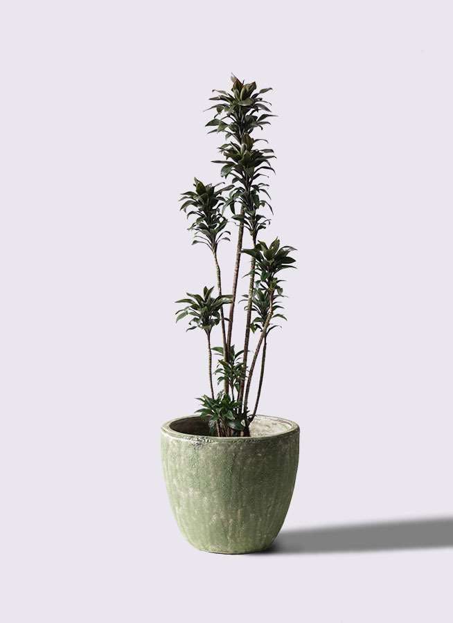 観葉植物 ドラセナ パープルコンパクタ 8号 アビスソニアミドル 緑 付き 観葉植物ならhitohana ひとはな 観葉植物 ドラセナ パープルコンパクタ 8号 アビスソニアミドル 緑 付き 観葉植物ならhitohana ひとはな
