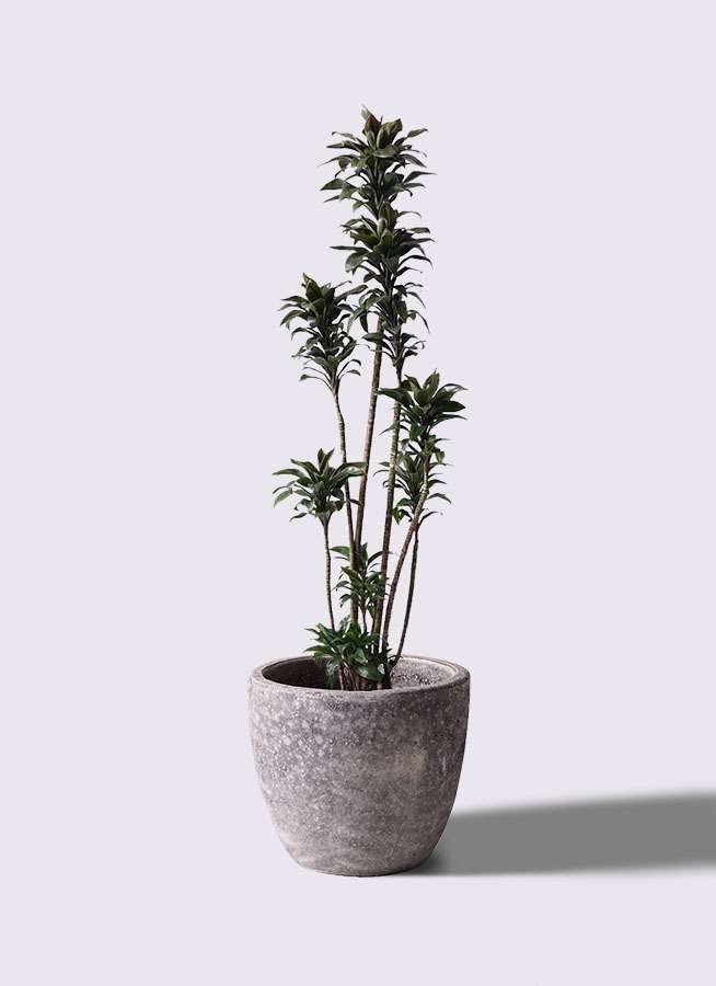 観葉植物 ドラセナ パープルコンパクタ 8号 アビスソニアミドル 灰 付き