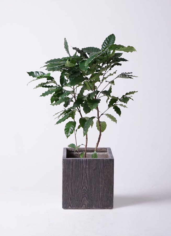 観葉植物 オリーブ 7号 創樹 ベータ キューブプランター ウッド 茶