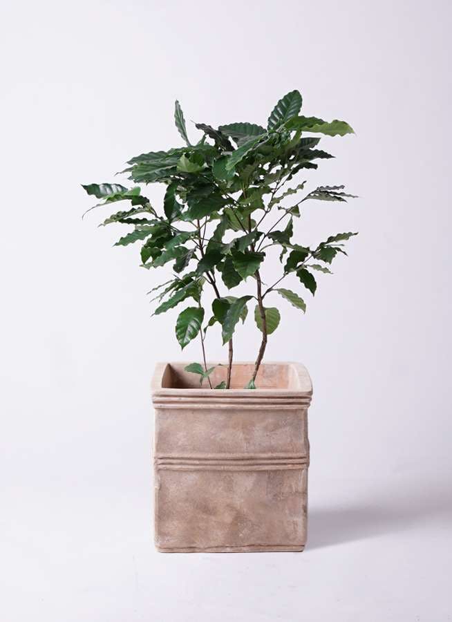 観葉植物 コーヒーの木 8号 テラアストラ カペラキュビ 赤茶色 付き