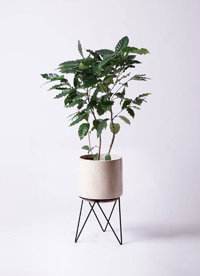 コーヒーの木 約140 cm 8号鉢 観葉植物 コーヒーの木 8号 ブリティッシュキューブ 付き | 観葉