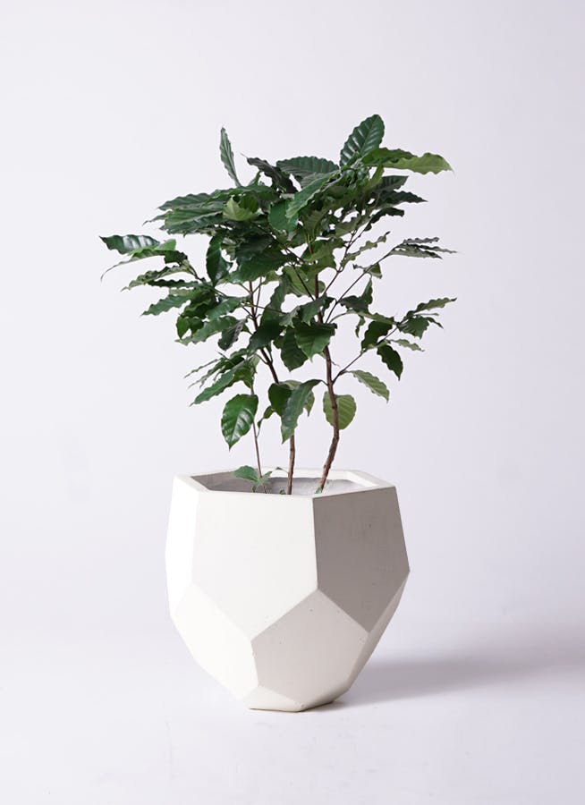 コーヒーの木 8号 | 観葉植物 | 送料無料でお届け - Hitohana