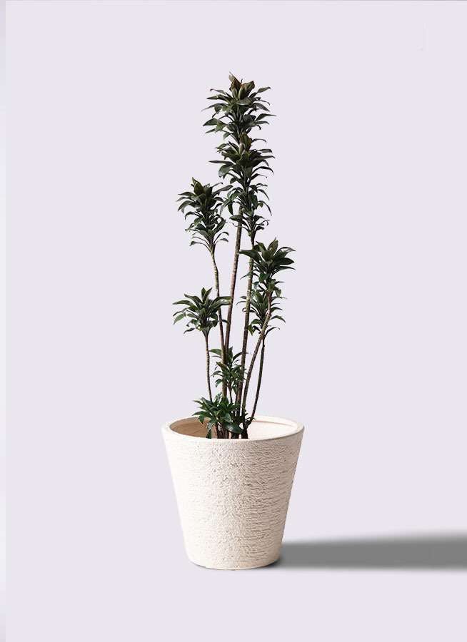 観葉植物 ドラセナ パープルコンパクタ 8号 ビアスソリッド 白 付き