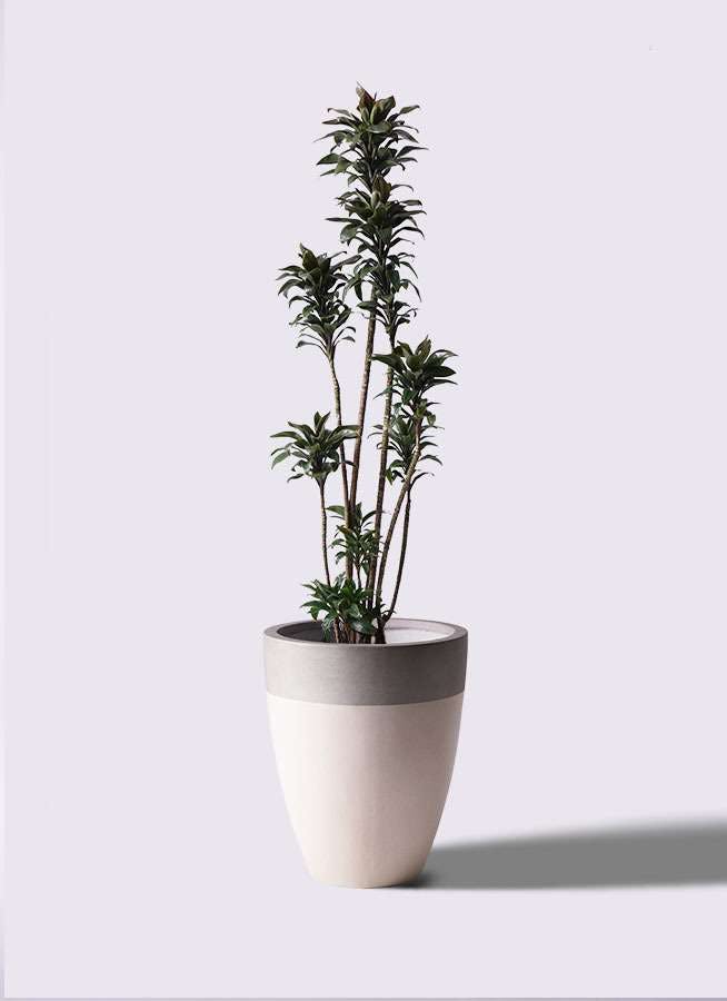 観葉植物 ドラセナ パープルコンパクタ 8号 ファイバーストーンカプリ サンディホワイト 付き