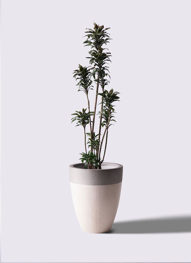 観葉植物 ドラセナ パープルコンパクタ 8号 ファイバーストーンカプリ 
