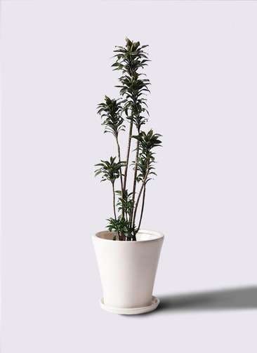 観葉植物 ドラセナ パープルコンパクタ 8号 サブリナ 白 付き