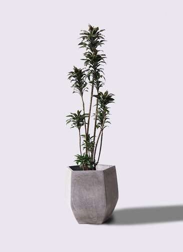 観葉植物 ドラセナ パープルコンパクタ 8号 ファイバークレイ Gray 付き