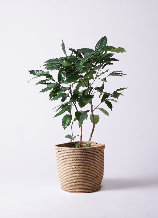 シュウジ‼️コーヒーの木！大株‼️8号鉢‼️高さ120◎！ボリューム◎ コーヒーの木 8号 | 観葉植物 | 送料無料でお届け - Hitohana