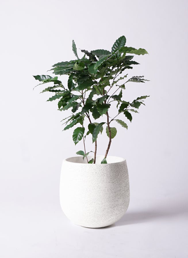 お*す様 【大型】コーヒーの木1m以上コーヒーの花のつぼみあり お*す様 【大型】コーヒーの木1m以上コーヒーの花のつぼみあり