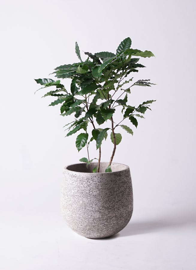 観葉植物 コーヒーの木 8号 エコストーンGray 付き | 観葉植物なら