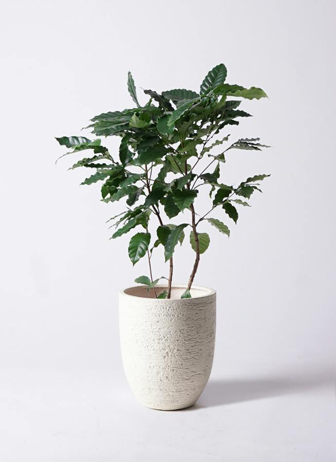 コーヒーの木 8号 | 観葉植物 | 送料無料でお届け - Hitohana（ひとはな）