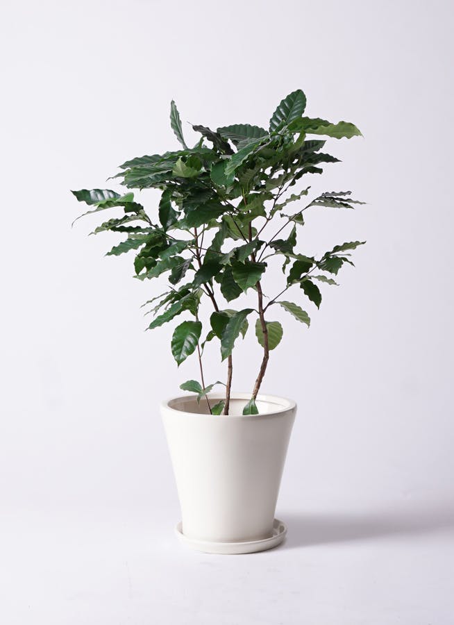 コーヒーの木 8号 | 観葉植物 | 送料無料でお届け - Hitohana（ひとはな）