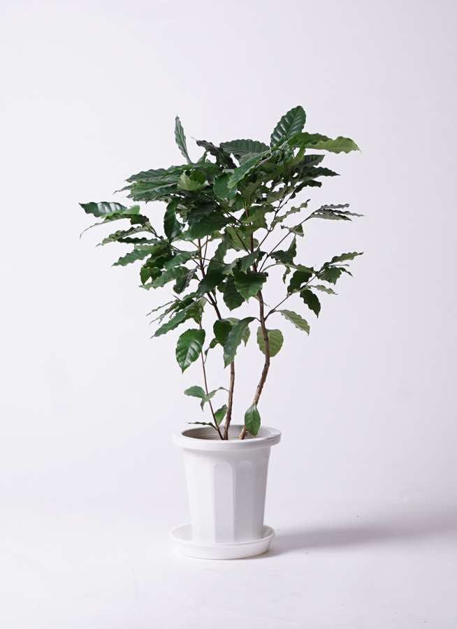 観葉植物 コーヒーの木 8号 プラスチック鉢 観葉植物ならhitohana ひとはな