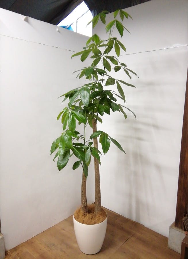 観葉植物 【240cm】 パキラ 10号 #23934 ※1都3県配送限定商品 | 観葉植物ならHitoHana(ひとはな)