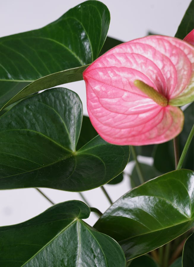 観葉植物 アンスリウム 6号 ピンク ラスターポット 付き | 観葉植物