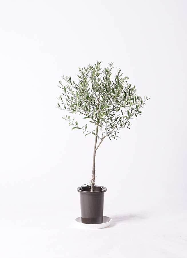 観葉植物 オリーブ 6号 創樹 プラスチック鉢 観葉植物ならhitohana ひとはな