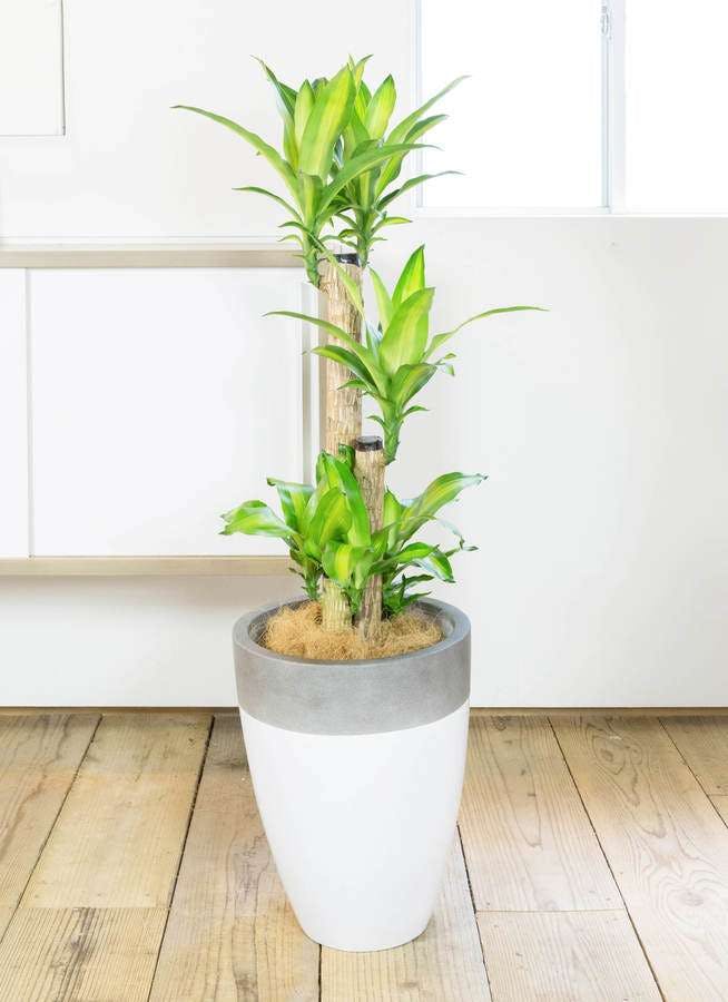 観葉植物 ドラセナ 幸福の木 8号 ノーマル ファイバーストーン カプリ 白 付き