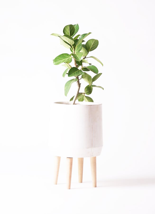 フィカス　ベンガレンシス　6 植物 / 植え込み】6号 フィカスベンガレンシス ・ アーバン