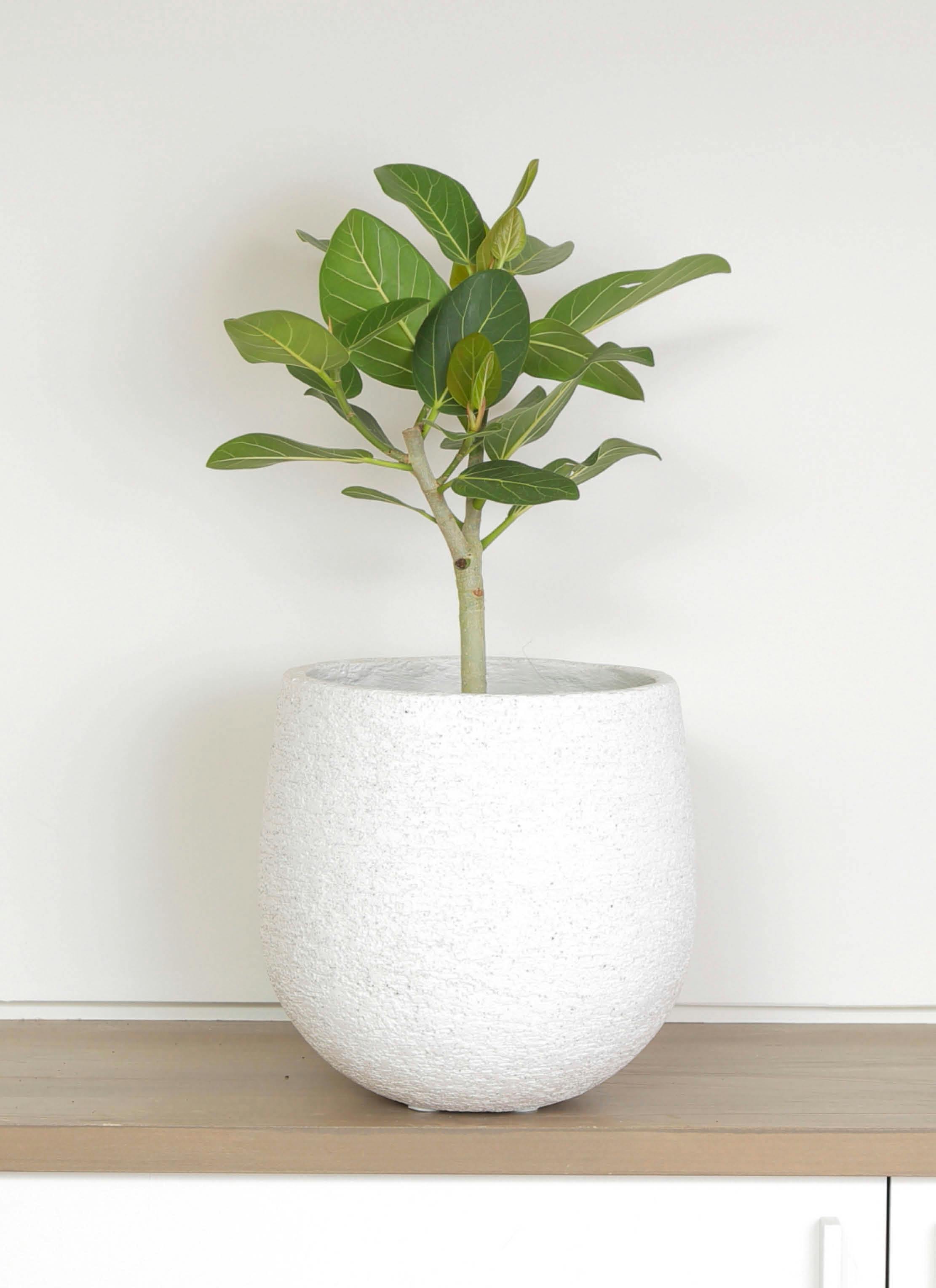 観葉植物 フィカス ベンガレンシス 6号 ストレート エコストーン
