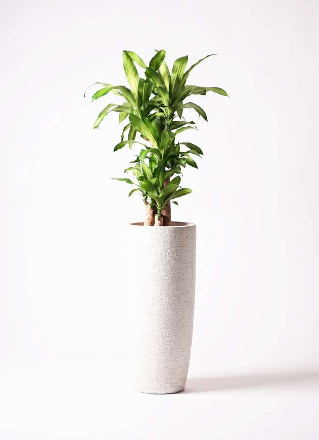 観葉植物 ドラセナ 幸福の木 8号 ノーマル エコストーントールタイプ white 付き