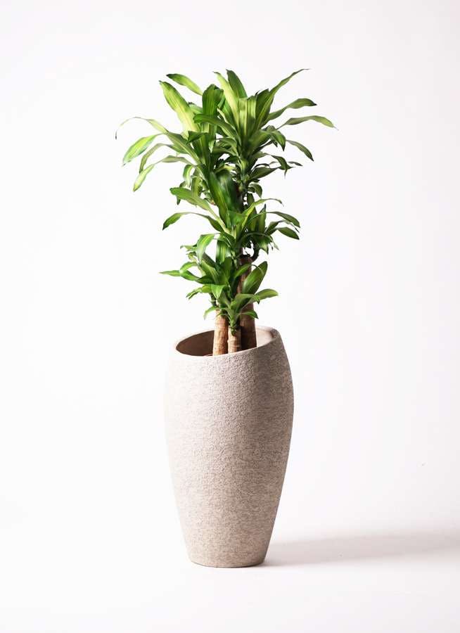 観葉植物 ドラセナ 幸福の木 8号 ノーマル エコストーントールタイプ Light Gray 付き
