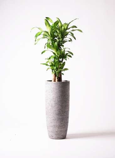 観葉植物 ドラセナ 幸福の木 8号 ノーマル エコストーントールタイプ Gray 付き