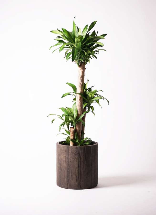 観葉植物 ドラセナ 幸福の木 10号 ノーマル アルファシリンダープランター 付き
