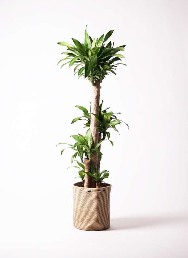 観葉植物 ドラセナ 幸福の木 10号 ノーマル リブバスケットNatural 付き