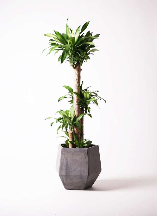 観葉植物 ドラセナ 幸福の木 10号 ノーマル ファイバークレイGray 付き