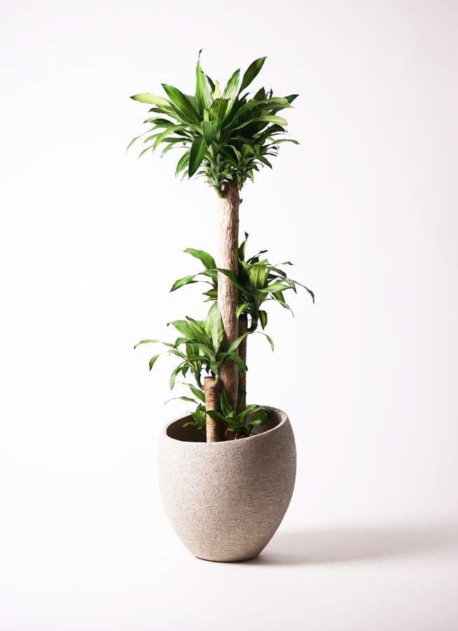 観葉植物 ドラセナ 幸福の木 10号 ノーマル エコストーンLight Gray 付き
