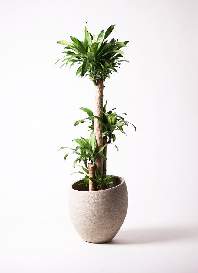 観葉植物 ドラセナ 幸福の木 10号 ノーマル エコストーンLight Gray 