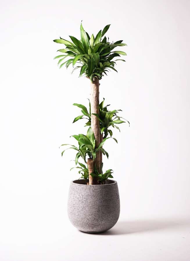 観葉植物 ドラセナ 幸福の木 10号 ノーマル エコストーンGray 付き