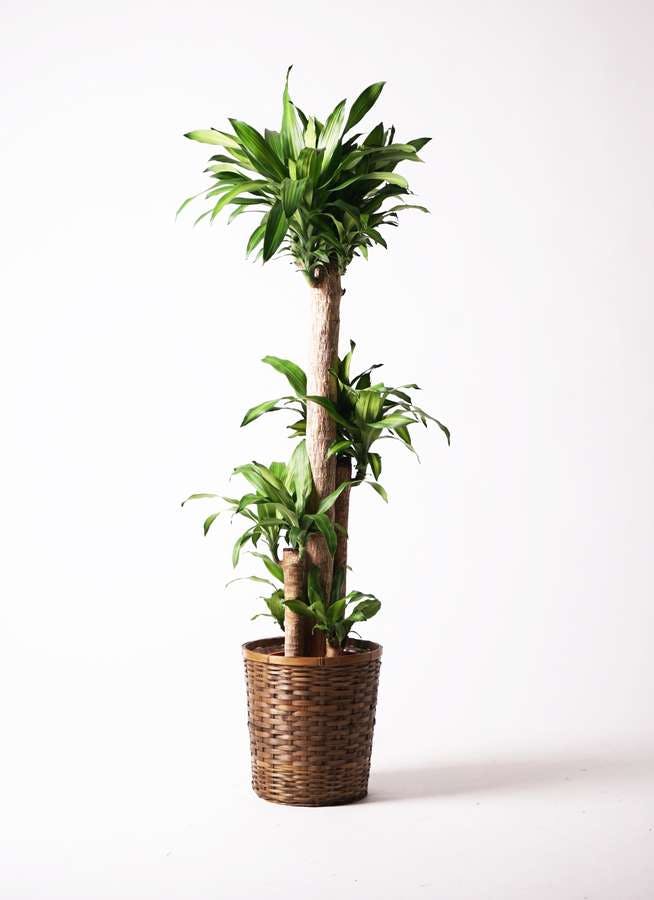観葉植物 ドラセナ 幸福の木 10号 ノーマル 竹バスケット 付き