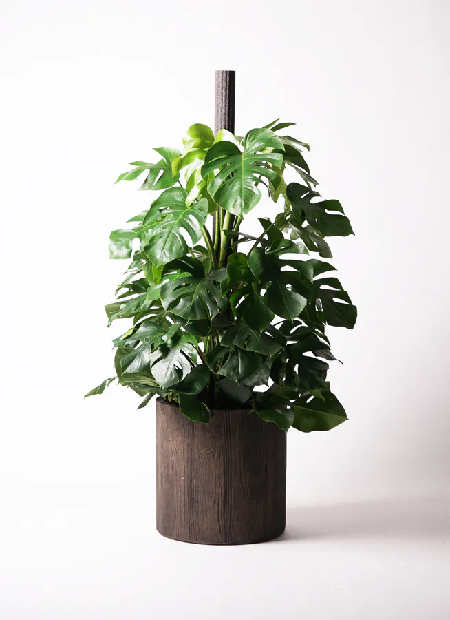 モンステラ 大型 | 観葉植物通販HitoHana(ひとはな)