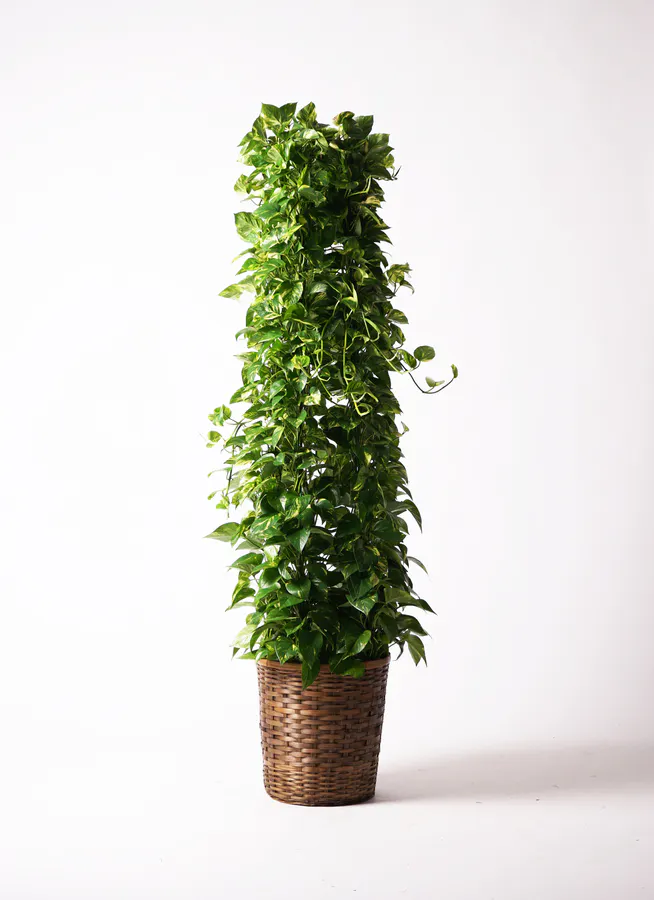 ポトス 10号 | 観葉植物 | インテリアやギフトに - Hitohana（ひとはな）