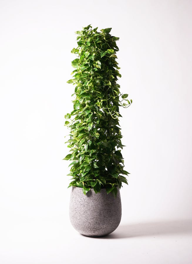 ポトス ノーマル | 観葉植物 | インテリアやギフトに - Hitohana