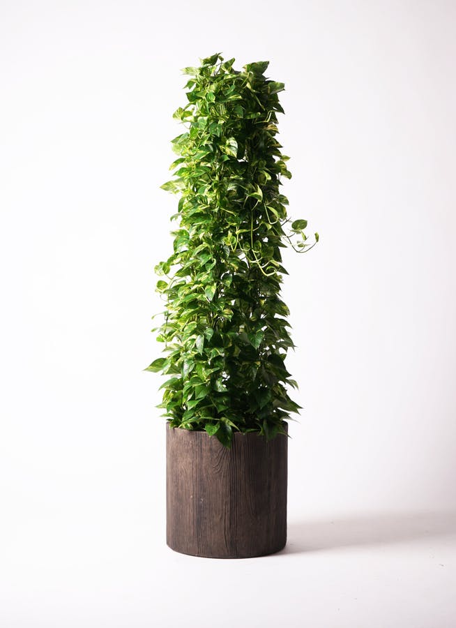ポトス | 観葉植物の通販ならHitoHana（ひとはな）