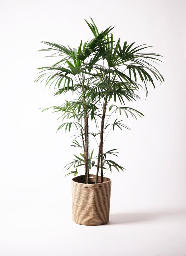 観葉植物 シュロチク（棕櫚竹） 10号 リブバスケットNatural 付き 