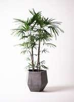 観葉植物 シュロチク（棕櫚竹） 10号 ファイバークレイGray 付き