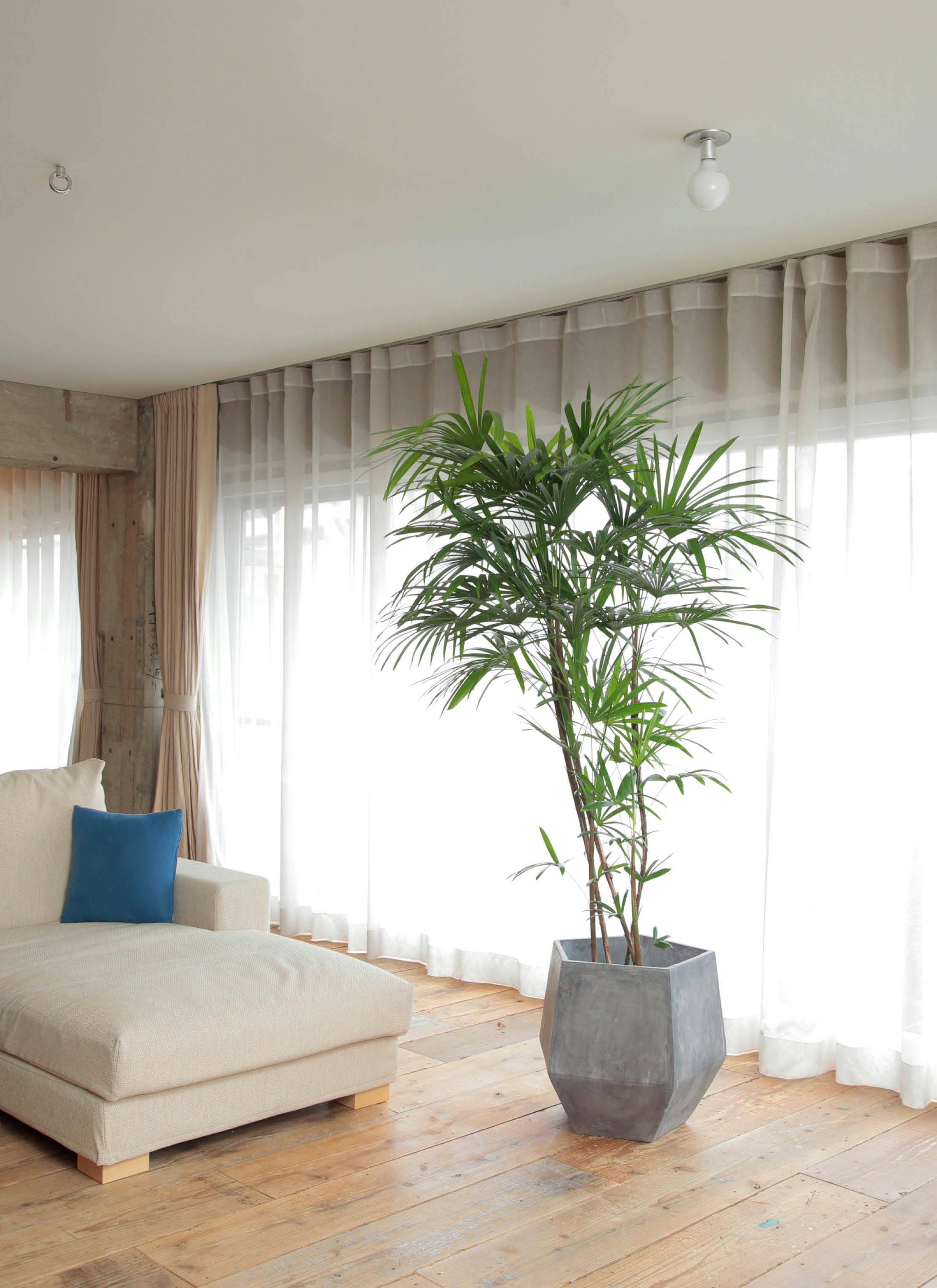 観葉植物 シュロチク（棕櫚竹） 10号 ファイバークレイGray 付き