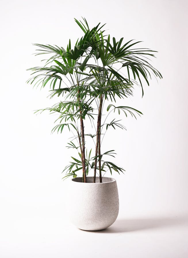 シュロチク（棕櫚竹） | 観葉植物の通販ならHitoHana（ひとはな）